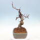 Vonkajšie bonsai - Pseudocydonia sinensis - Dula čínska - 2/7