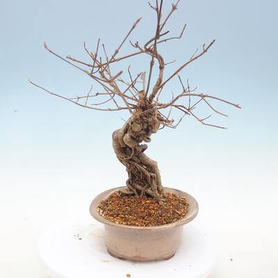 Vonkajšie bonsai - krásnoplodka Callicarpa - 2