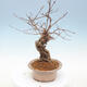 Vonkajšie bonsai - krásnoplodka Callicarpa - 2/6