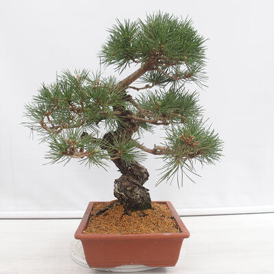 Vonkajšie bonsai - Pinus thunbergii - Borovica thunbergova - 2