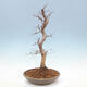 Vonkajší bonsai -Carpinus CARPINOIDES - Hrab kórejský - 2/5