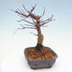 Vonkajšie bonsai - Javor palmatum DESHOJO - Javor dlaňolistý - 2/6