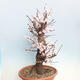 Vonkajší bonsai -Japonská marhuľa - Prunus mume - 2/6