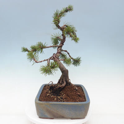 Vonkajší bonsai - Pinus mugo - Borovica kľač - 2