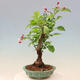 Vonkajší bonsai -Malus halliana - Maloplodé jabloň - 2/7