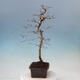 Vonkajší bonsai -Carpinus Coreana - Hrab kórejský - 2/4
