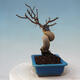 Vonkajší bonsai -Carpinus Coreana - Hrab kórejský - 2/4