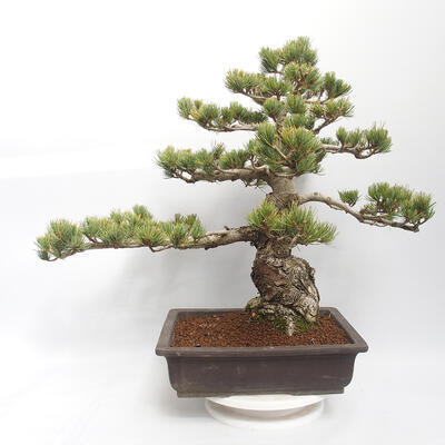 Vonkajšie bonsai - Pinus parviflora - borovica drobnokvetá - 2