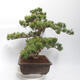 Vonkajšie bonsai - Pinus parviflora - borovica drobnokvetá - 2/5