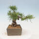 Vonkajší bonsai -Larix decidua - Smrekovec opadavý - 2/4