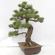 Vonkajšie bonsai - Pinus thunbergii - Borovica thunbergova - 2/5