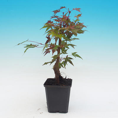 Vonkajšie bonsai - Javor dlaňolistý acer palmatum BENI THUNASA - 2
