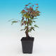 Vonkajšie bonsai - Javor dlaňolistý acer palmatum BENI THUNASA - 2/2