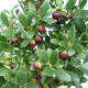 Izbová bonsai - Ilex crenata - Cezmína - 2/2