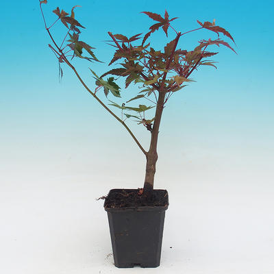Vonkajšie bonsai - Javor dlaňolistý acer palmatum Deshojo - 2