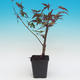 Vonkajšie bonsai - Javor dlaňolistý acer palmatum Deshojo - 2/2