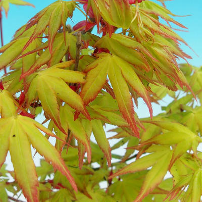 Vonkajšie bonsai - Javor dlaňolistý - 2