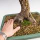 Vonkajšie bonsai -Javor korkový VB40426 - 2/3
