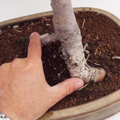 Vonkajšie bonsai -Maloplodá jabloň VB50100 - 2