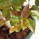 Izbová bonsai - Austrálska čerešňa - Eugenia uniflora - 2/3