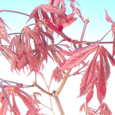 Vonkajšie bonsai - Javor palmatum Trompenburg - Javor dlaňolistý červený - 2