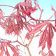 Vonkajšie bonsai - Javor palmatum Trompenburg - Javor dlaňolistý červený - 2/3