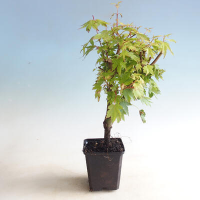 Vonkajšia bonsai-Acer palmatum Koto Maru - 2
