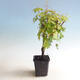 Vonkajšia bonsai-Acer palmatum Koto Maru - 2/4