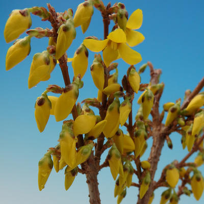 Vonkajšie bonsai - Zlatice - Forsythia intermedia Week End - 2