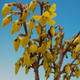 Vonkajšie bonsai - Zlatice - Forsythia intermedia Week End - 2/3