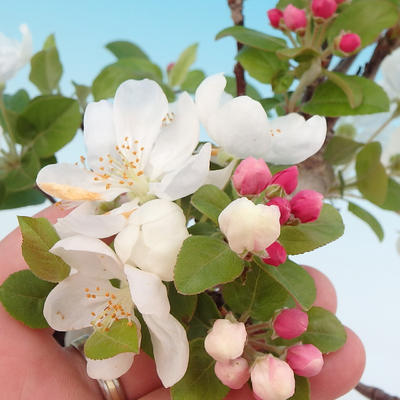 Vonkajšie bonsai - Malus halliana - Maloplodé jabloň - 2