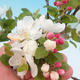 Vonkajšie bonsai - Malus halliana - Maloplodé jabloň - 2/3