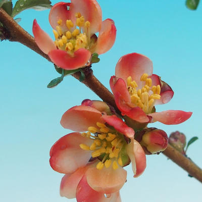 Vonkajšie bonsai - Chaneomeles s. Red Joy - Dulovec - 2