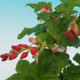 Vonkajšie bonsai - ríbezľa krvavá - Ribes sanguneum VB2020-784 - 2/2