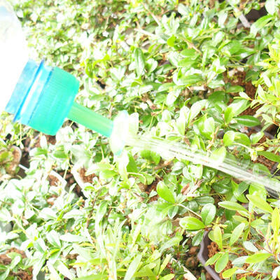 Bonsai kropítko na PET fľašu 5ks, kropítko zelené - 2