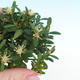 Izbová bonsai - Buxus harlandii - 2/5