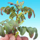 Pokojová bonsai-Pistácie PB220609 - 2/3
