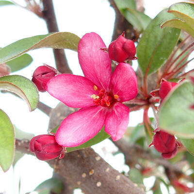 Vonkajšie bonsai - Malus halliana - Maloplodé jabloň - 2