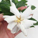 Izbová bonsai - Gardenia jasminoides-Gardenie - 2/3
