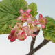Vonkajší bonsai - Meruzalka krvavá - Ribes sanguneum - 2/4