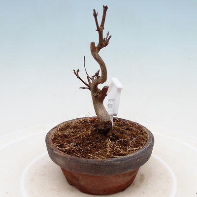 Vonkajší bonsai - Javor Buergerianum - Javor Burgerov - 2