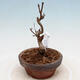 Vonkajší bonsai - Javor Buergerianum - Javor Burgerov - 2/5