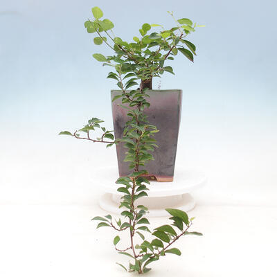 Izbová bonsai - Grewia occidentalis - Hviezdica levanduľová - 2
