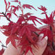 Vonkajšie bonsai - Javor dlaňolistý - Acer palmatum DESHOJO - 2/2