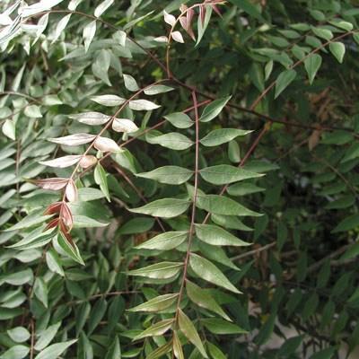 Izbová bonsai -  Pistácie - 2
