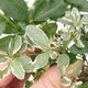 Izbová bonsai -Ligustrum chinensis - Vtáčí zob - 2/4