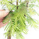 Vonkajšie bonsai - Metasequoia glyptostroboides - Metasekvoja Čínska - 2/3