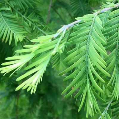 Vonkajšie bonsai - Metasequoia glyptostroboides - Metasekvoja Čínska VB2020-264 - 2