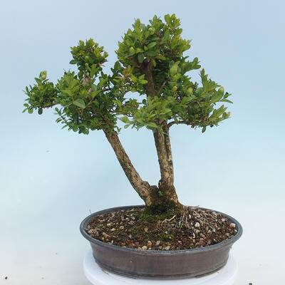 Vonkajšie bonsai - Buxus microphylla - krušpán - 3