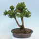 Vonkajšie bonsai - Buxus microphylla - krušpán - 3/5